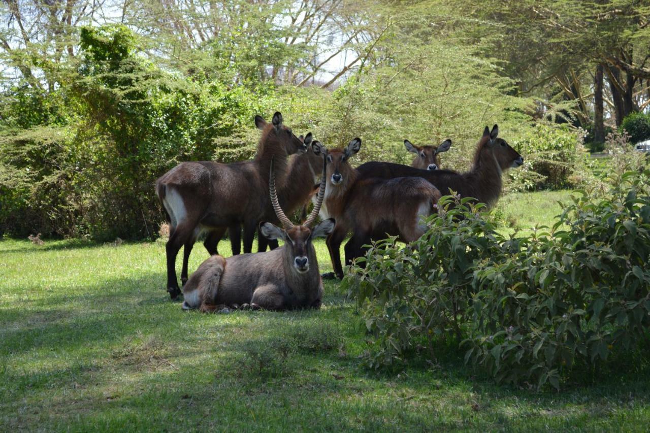 Lake Naivasha Crescent Camp Zewnętrze zdjęcie