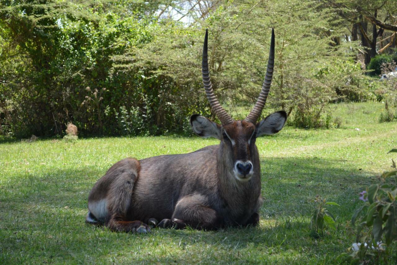 Lake Naivasha Crescent Camp Zewnętrze zdjęcie